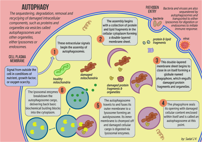 Diagram of the autophagy process showing phagophore formation, autophagosome maturation, fusion with lysosome, and degradation of cargo