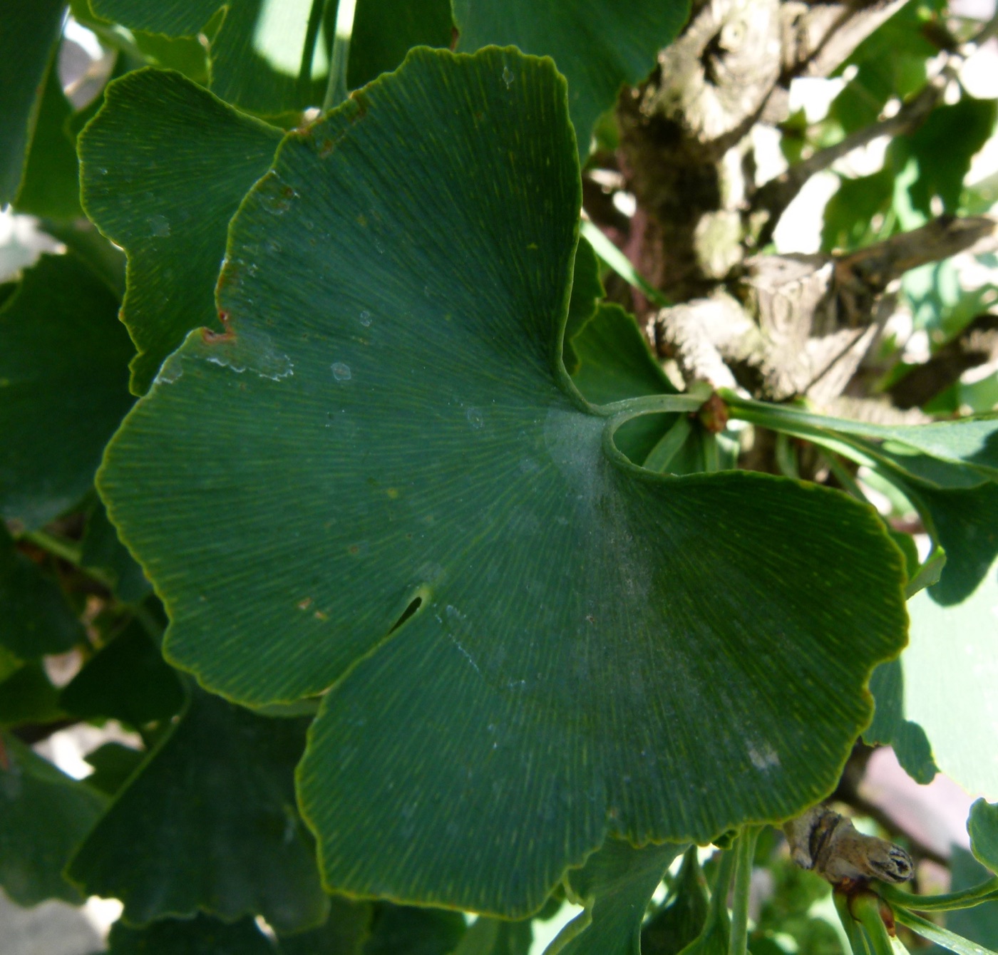 Ginkgo biloba leaves